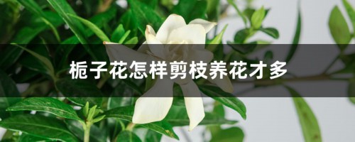 栀子花怎样剪枝养花才多