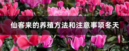 新买的仙客来怎么养，冬天怎么浇水